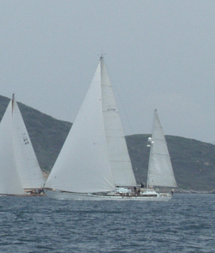 Stormvogel Stormvogel