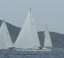 Stormvogel Stormvogel