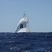 regates_imperiales_2009_bateaux_20.jpg